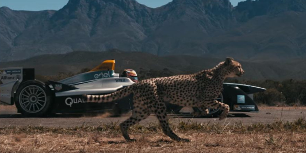 Adu Cepat Cheetah Dengan Mobil Balap, Menang Mana?